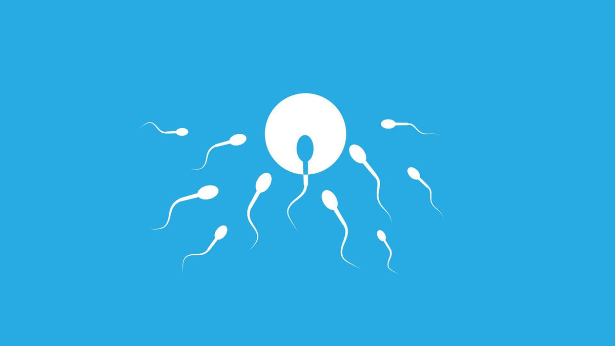 Why sperm count is decreasing