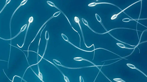 Total Motile Sperm Count and male fertility