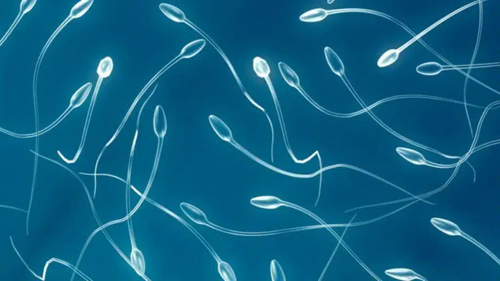 Total Motile Sperm Count and male fertility